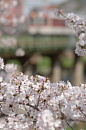 満開の桜と大和川橋梁