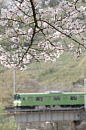第五大和川橋梁と桜