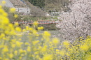 菜の花、桜、221系