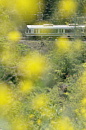 菜の花と221系
