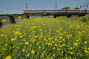 菜の花・菜の花・菜の花