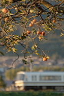 柿食えば・・・