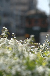 ユキヤナギとモ161形