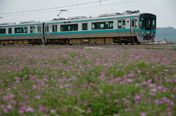 黒田庄駅付近のレンゲ畑