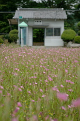 本黒田駅前のお花畑