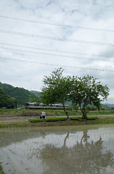 田植え直後の福地間線沿線