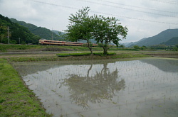田植え直後の田んぼとこうのとり号