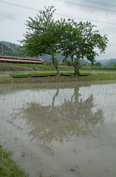 田植え直後の田んぼとこうのとり号