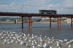 ユリカモメと161形