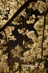 夜桜とニュートラム