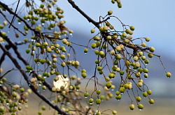 近江鉄道市辺駅付近