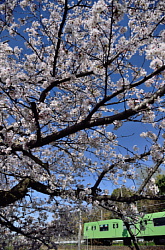 大和路線高井田駅付近の桜