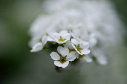 ユキヤナギの先端