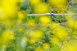 菜の花と103系