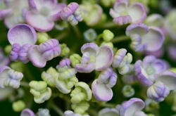 成長まだ半ばのアジサイ