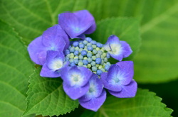 ガクアジサイの子供