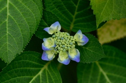 ガクアジサイの赤ちゃん