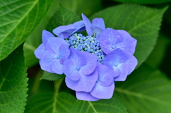 ガクアジサイの子供